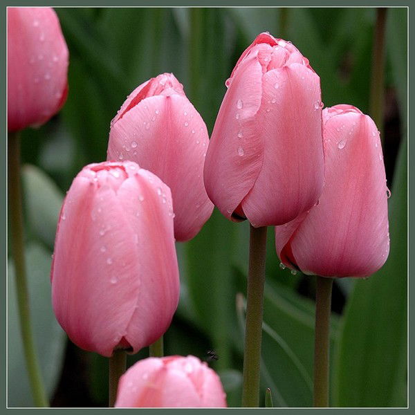 Юлька Кулик