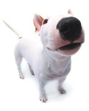 Дмитрий Куц