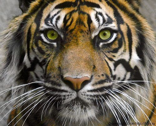 Дмитрий Ермолаев