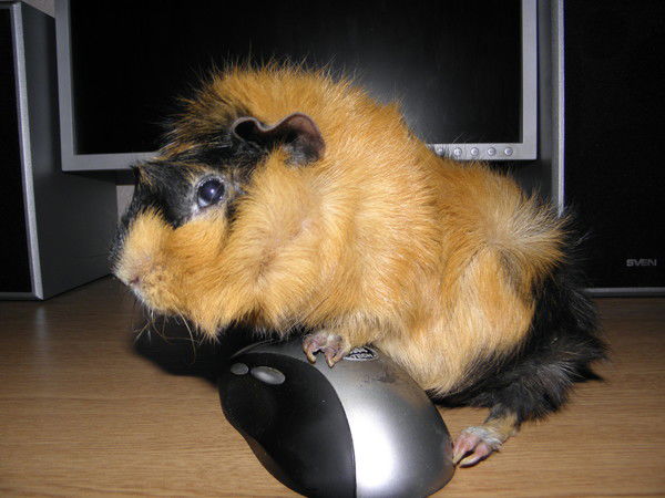 Валера Мовчан