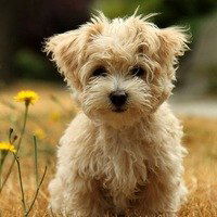 Ирина Виноградова