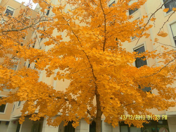 Наталья Лаврентьева