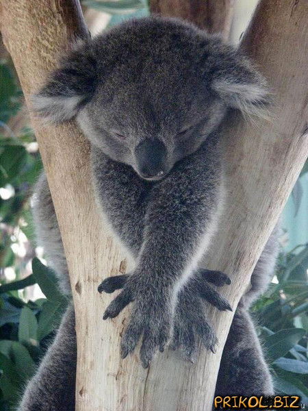 Наталья Копейкина