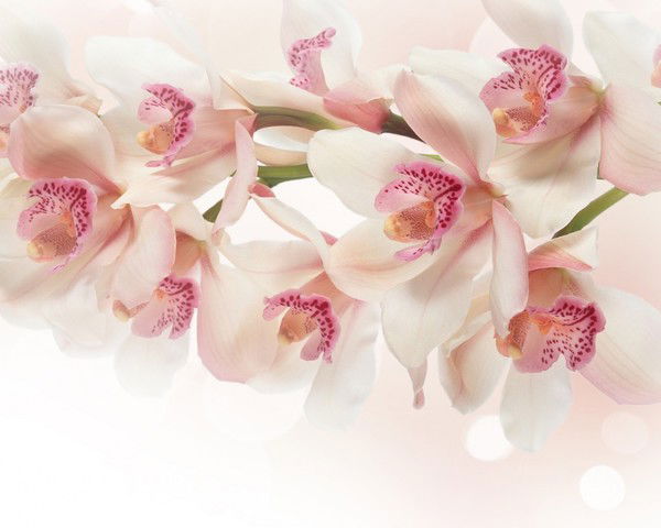 Жале Азизова