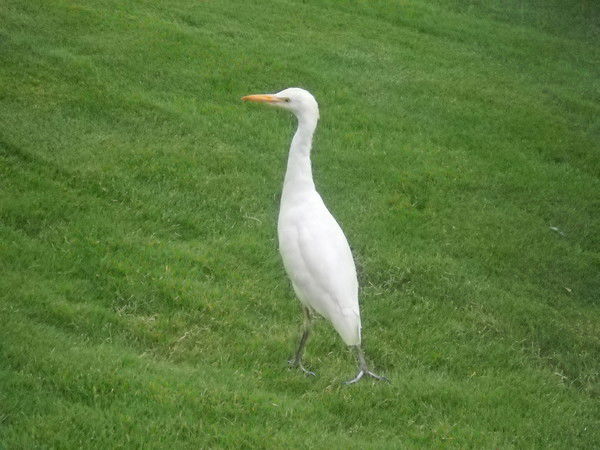 Белая Цапля