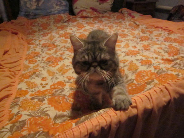 Фёдор Шевченко