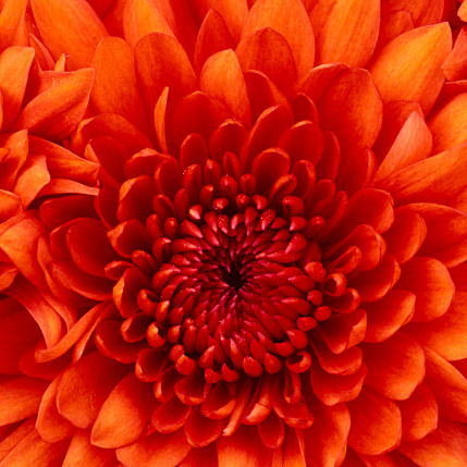 Инна Крицкая