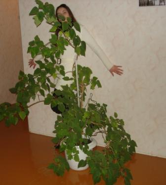 Танюха Клевец