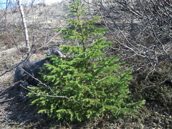 Наташа Горн