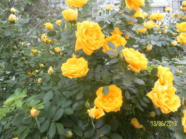 Зайка Черепанова