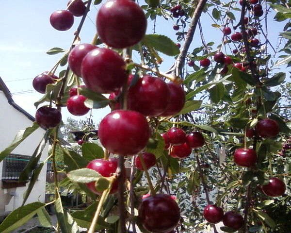 Королева Нина