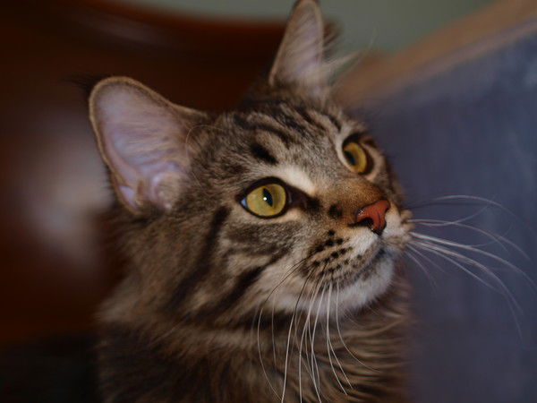 Елена Попова