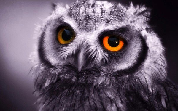 Mut9I Бикташев