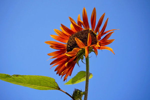 Светлана Погожая