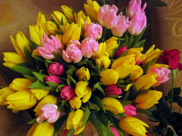 Светлана Корбан