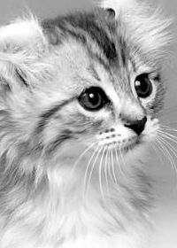 Полина Жулева