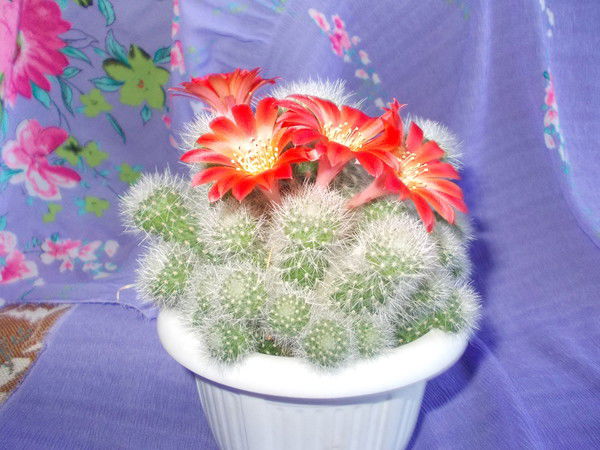 Евграфова Вера