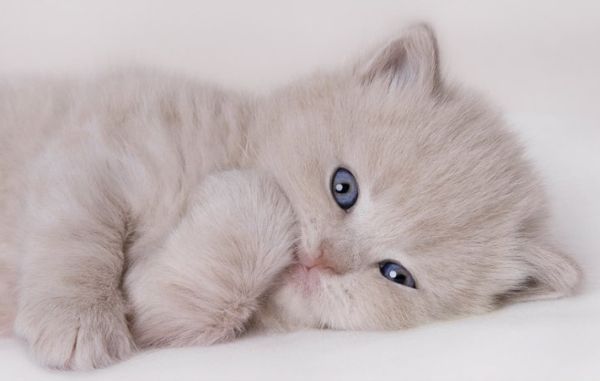 Олеся Лучкина