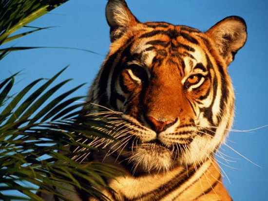 Николай Котов