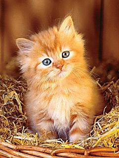 Наталья Трофимцова