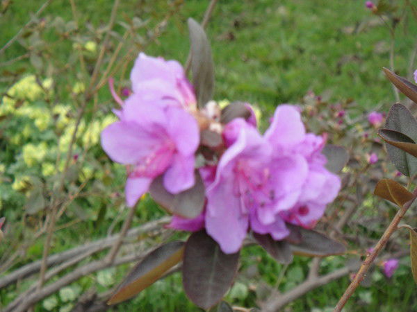 Ольга Ларионова