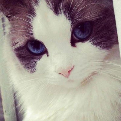 Диана Беляева