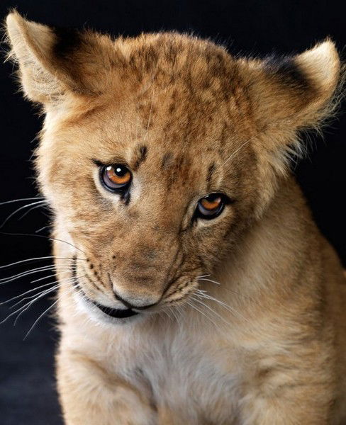 Вадим Кучурян