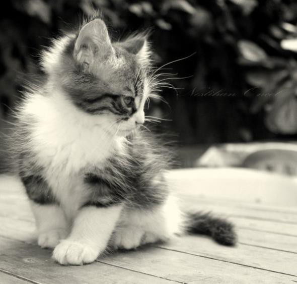 Лунная Пыль Tl