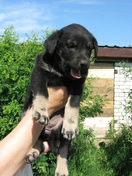 Игорь Алексеев