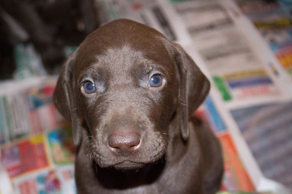 Артем Гусев