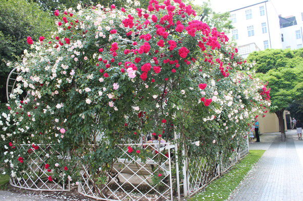 Светлана Болотова