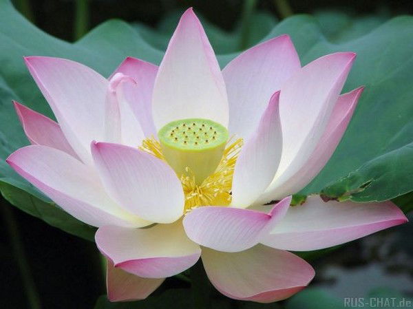 Эльвира Сахаутдинова