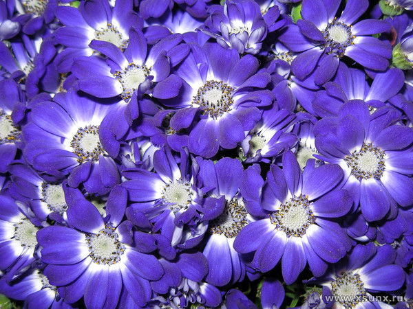 Рамиля Гильфанова