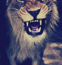 Артур Шакиров