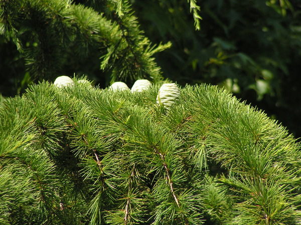 Галия Чистокистова