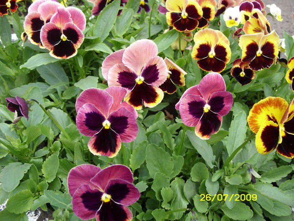 Нина Астраханцева