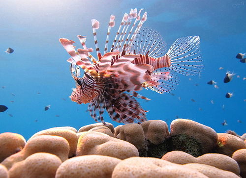 Миграционно-Визовый Сервис