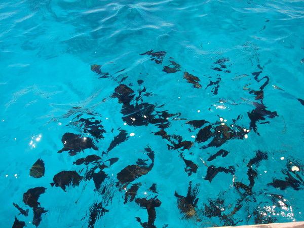 Лилия Печёрная