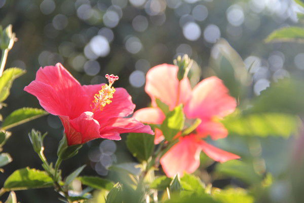 Ляйла Амирова