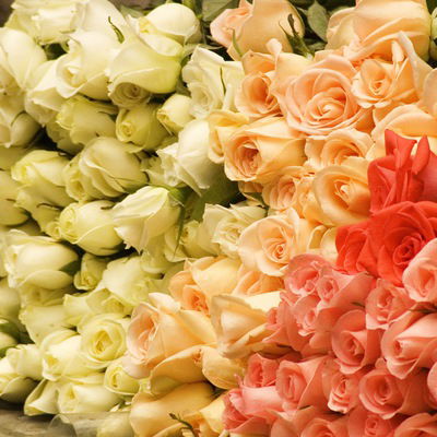 Жасмин Марасулова