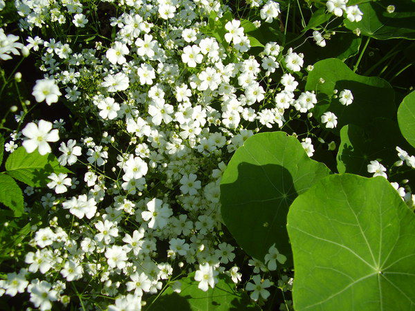 Аллина Дымова