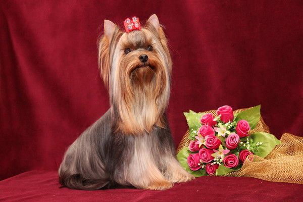 Анна Шамина