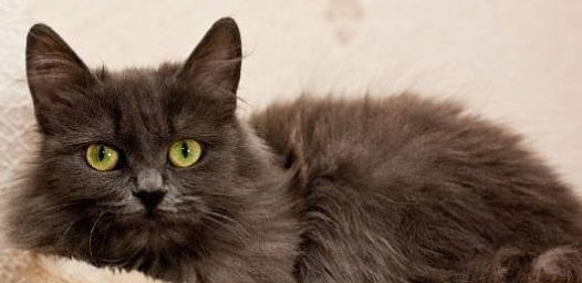 Ирина Пьянкина