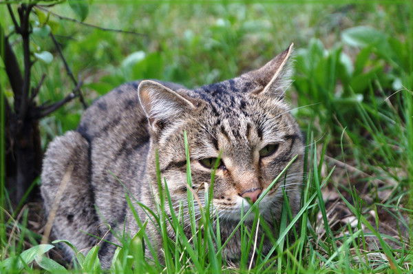 Денис Кочихин