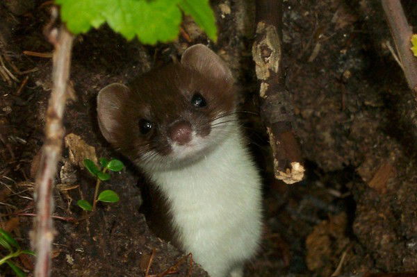 Татьяна Пивкина