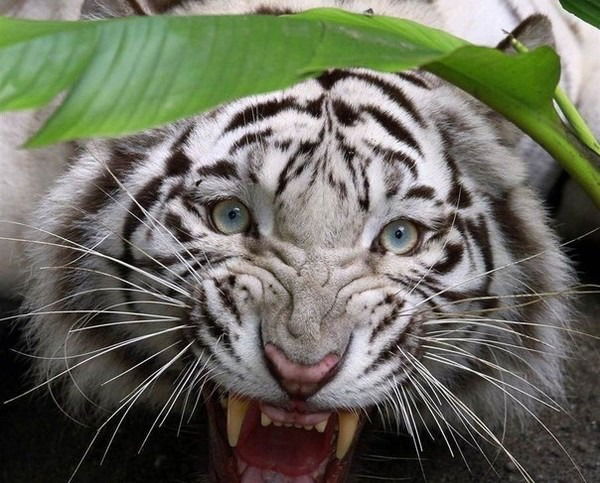 Расул Даиров