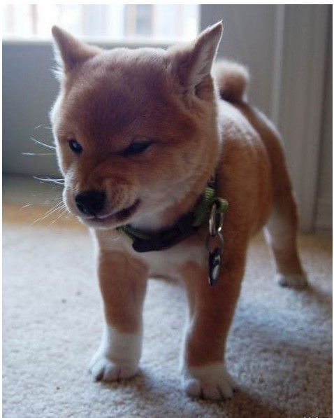 Самир Муллаев