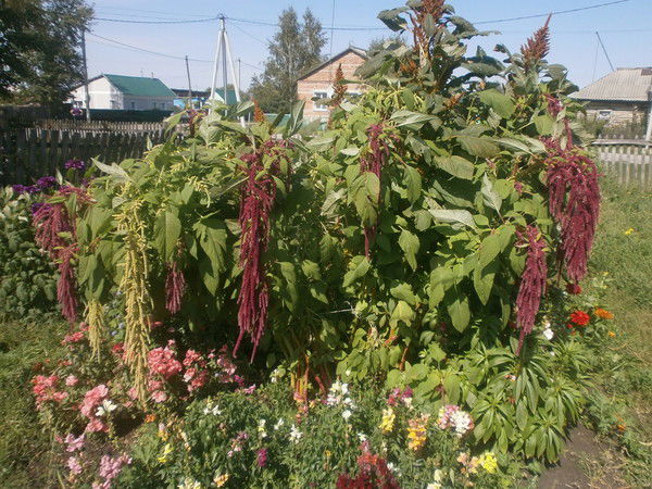 Светлана Протченко