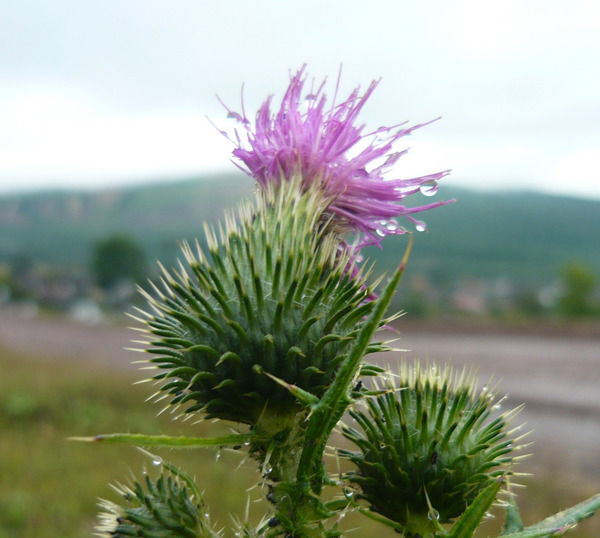 Анатолий Коряковцев