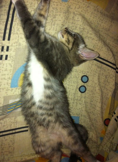 Василиса Кулакова